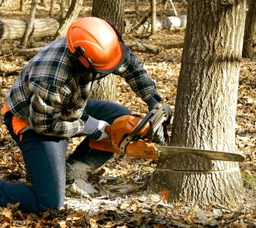 Tree Removal in Big Rock, IL